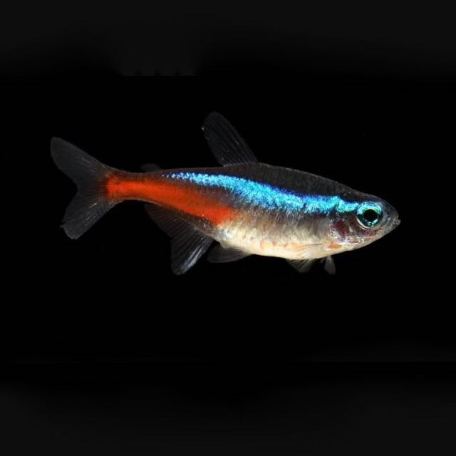 Paracheirodon innesi   Neon tetra M